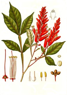 Medicinal Plant