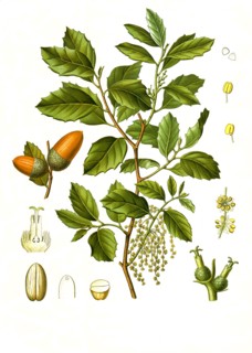 Medicinal Plant
