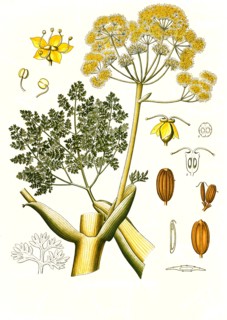 Medicinal Plant