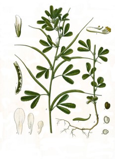 Medicinal Plant