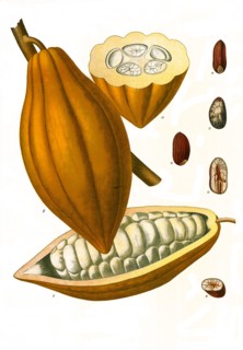 Medicinal Plant