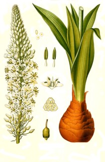 Medicinal Plant