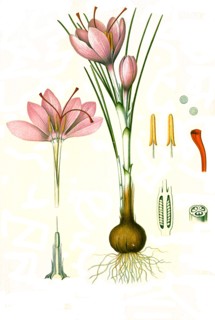 Medicinal Plant