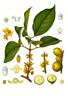 Medicinal Plant