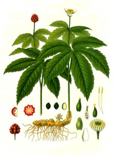 Medicinal Plant