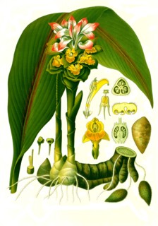 Medicinal Plant