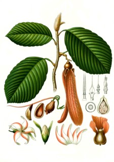 Medicinal Plant