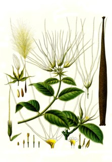 Medicinal Plant