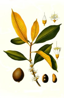 Medicinal Plant