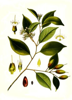 Medicinal Plant