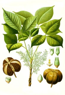 Medicinal Plant