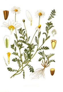 Medicinal Plant