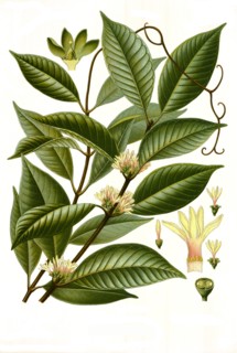 Medicinal Plant