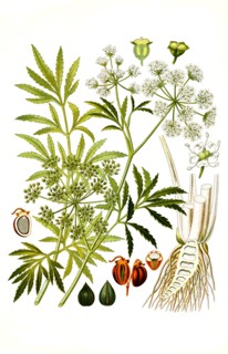 Medicinal Plant