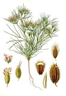 Medicinal Plant