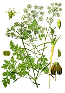 Medicinal Plant