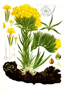 Medicinal Plant