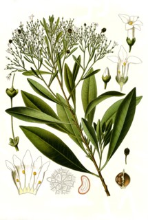 Medicinal Plant