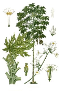 Medicinal Plant