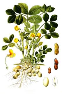 Medicinal Plant