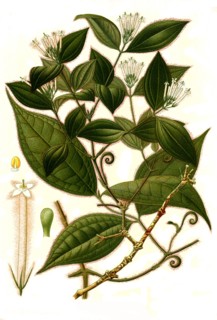 Medicinal Plant