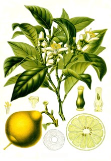 Medicinal Plant