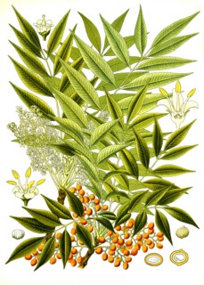 Medicinal Plant