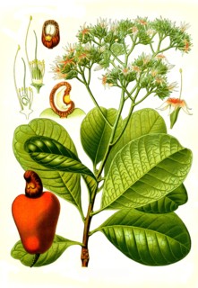 Medicinal Plant