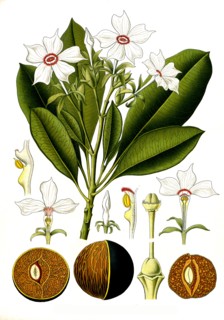 Medicinal Plant