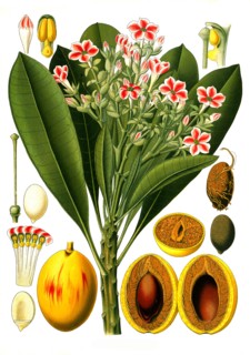 Medicinal Plant