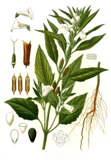 Medicinal Plant
