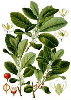 Medicinal Plant