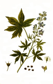 Medicinal Plant