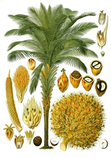 Medicinal Plant