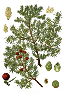 Medicinal Plant