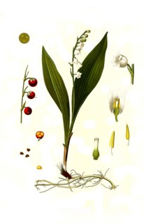 Medicinal Plant