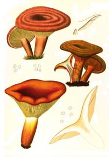 Mushroom
