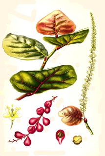 Medicinal Plant