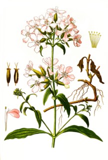 Medicinal Plant