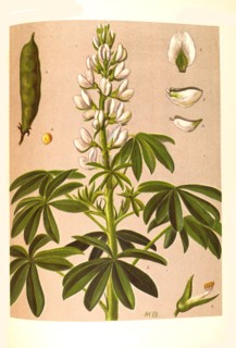 Medicinal Plant