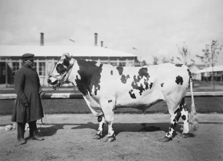 Exhibition of breeding cattle