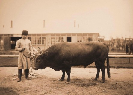 Exhibition of breeding cattle