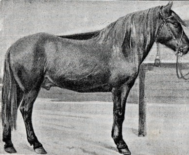 A Vyatka gelding