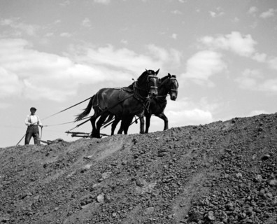 Working Horses
