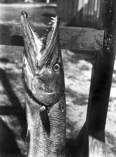 Barracuda Teeth