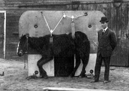 Horse Operating Table