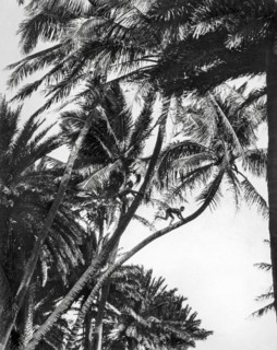 Boys Climbing Coconut Trees