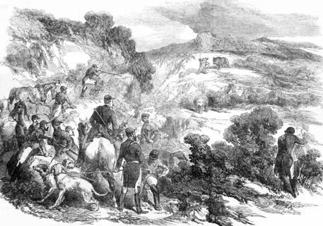 A Bear Hunt In The Pyrenees.