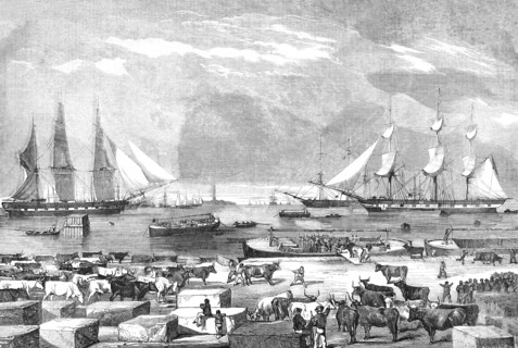 Embarkation Of Cattle At Trieste For The Auxillary Army On The East.
