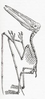 Fossil of a Pterodactylus, extinct flying reptile genus of pterosaurs.